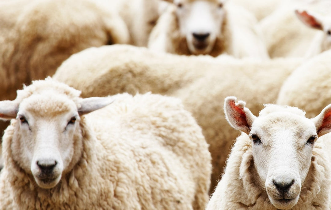 Flock of Sheep