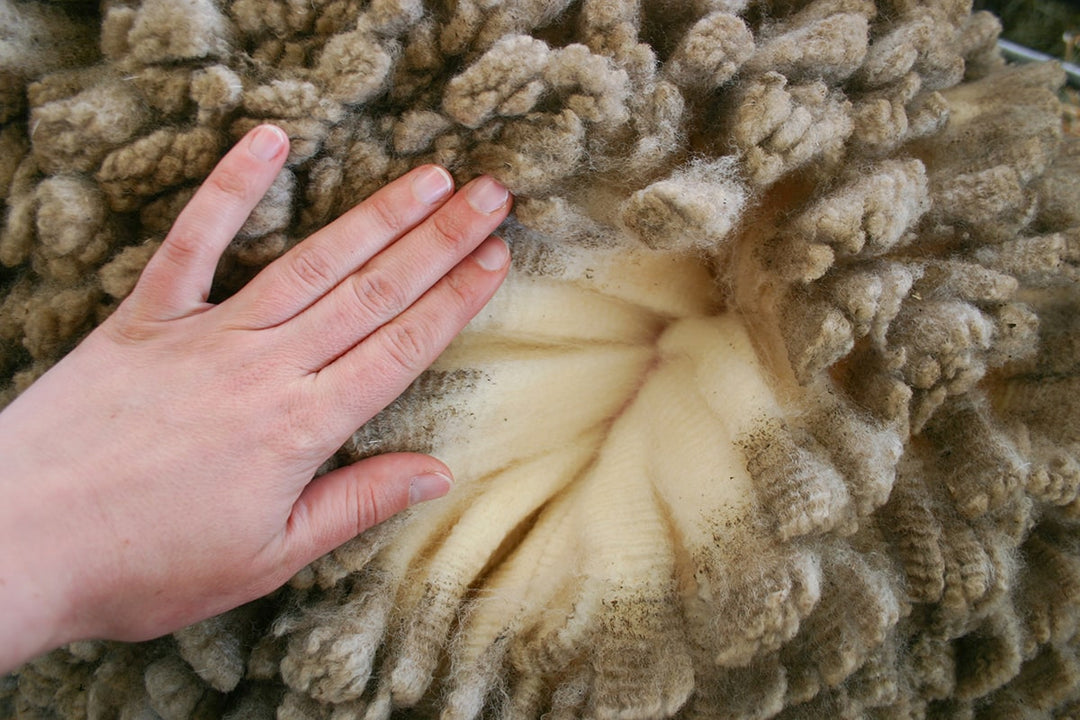 Close Up of Sheep Wool 
